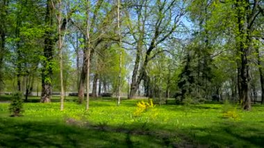 Şehir Parkı. Yeşil kentsel alan. Ağaçlar çim bitkileri. Güneşli bir gün mavi gökyüzü. Bahar zamanı
