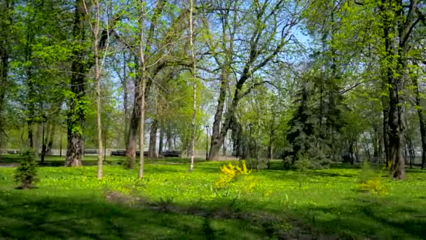 Stadtpark Urbaner Grünraum Bäume Graspflanzen Sonniger Tag Blauer Himmel Frühlingszeit — Stockvideo