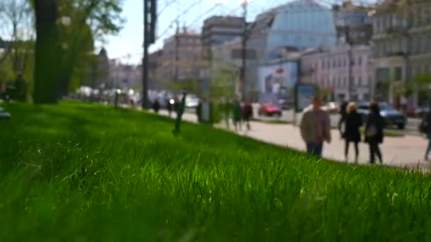 Крупный План Green Grass City Street Городское Зеленое Пространство Здания — стоковое видео