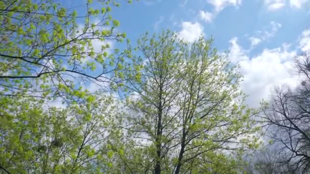 Árboles Verdes Nubes Blancas Cielo Azul Primavera — Vídeos de Stock