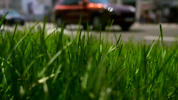 Macro Green Grass City Street Primer Plano Coches Vehículos Ruedas — Vídeo de stock