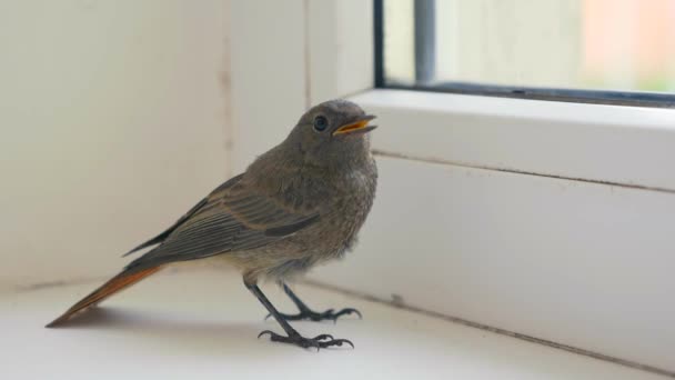 Vogel Haus Neben Fenster Gefangenschaft Blick Nach Draußen Auf Die — Stockvideo