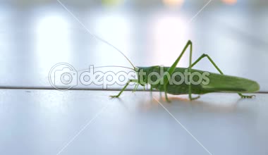 Yakın çekim makro çekim 4k 50p. Kriket. Seramik karo zemin üzerinde Grasshoper tarar. Balkon teras yaz güneşli gün