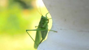 Yakın çekim makro 50 p vurdu. Kriket. Grasshoper üzerinde beyaz korkuluk çubuğu oturur. Balkon teras yaz güneşli gün