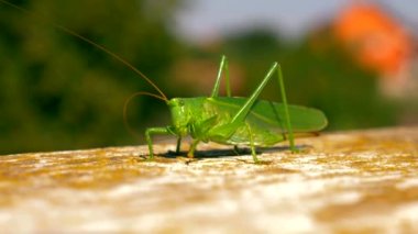 Yakın çekim makro 50 p vurdu. Kriket. Grasshoper üzerinde beyaz korkuluk çubuğu oturur. Balkon teras yaz güneşli gün