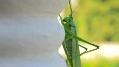 Yakın çekim makro 50 p vurdu. Kriket. Grasshoper üzerinde beyaz korkuluk çubuğu oturur. Balkon teras yaz güneşli gün