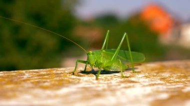 Yakın çekim makro 50 p vurdu. Kriket. Grasshoper üzerinde beyaz korkuluk çubuğu oturur. Balkon teras yaz güneşli gün