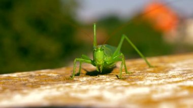 Yakın çekim makro 50 p vurdu. Kriket. Grasshoper üzerinde beyaz korkuluk çubuğu oturur. Balkon teras yaz güneşli gün