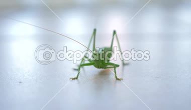 Kriket kamerada arıyor. Bir şeyler yemek bakıyordu. Seramik karo zemin üzerinde Grasshoper tarar. Balkon teras yaz güneşli gün. Yakın çekim makro çekim 4k 50p