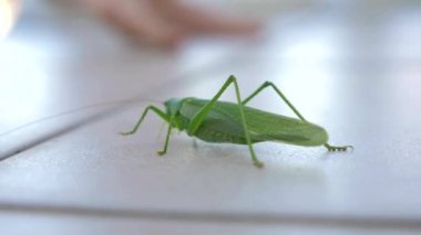 Kriket yakınındaki insan ayak ayak. Seramik karo zemin üzerinde Grasshoper tarar. Balkon teras yaz güneşli gün. Yakın çekim makro çekim 4k 50p