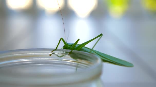 Cricket Grasshoper Sits Glass Jar Summer Sunny Day — Stock Video