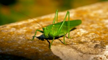 Ağır çekim makro yakın çekim Shot. Kriket. Balkon korkuluk çubuğu terasta Grasshoper tarar. Yaz güneşli gün