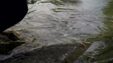 Yakın çekim adam içme suyu dağ nehir. Siyah pelerin Hood baca şapkası ile. Yaz güneşli gün. 4 k yavaş hareket