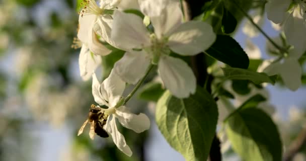 飛行ミツバチ 裏庭の庭でリンゴの木の花に蜂 春の晴れた朝 太陽の光のビーム — ストック動画