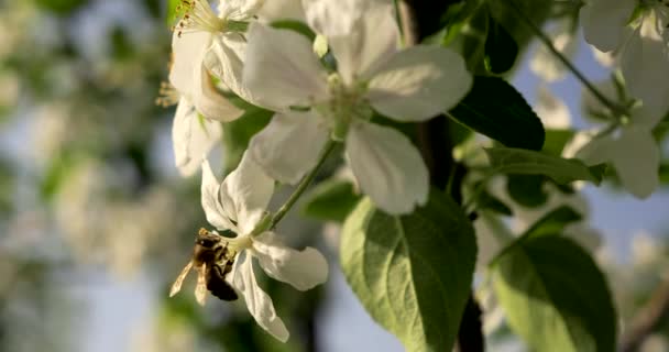 Abeja Voladora Abeja Flor Manzano Jardín Del Patio Trasero Spring — Vídeo de stock