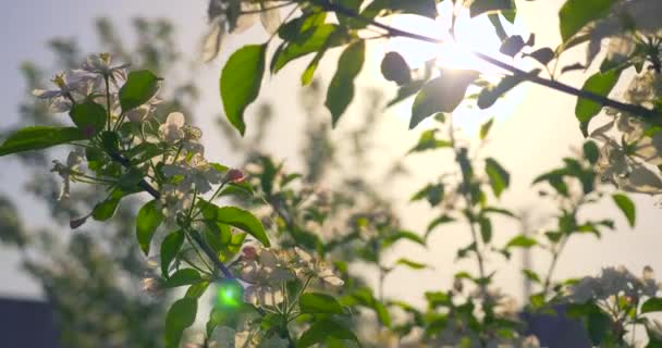 Großaufnahme Apfelbaumblüte Hinterhofgarten Frühling Sonniger Morgen Sonnenstrahlen — Stockvideo