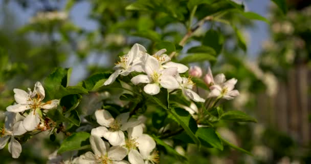 アップル ツリー花をクローズ アップ 裏庭の庭で 春の晴れた朝 太陽の光のビーム — ストック動画