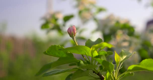 アップル ツリー花をクローズ アップ 裏庭の庭で 春の晴れた朝 太陽の光のビーム — ストック動画