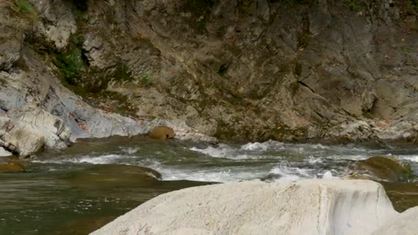 Close Mountain River Cascade Waterfall Water Stream Rocks — Stock Video