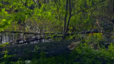 Yalpa atış. Marsh ahşap. Bataklık ormanda. Su yansıma ağaçlarda. Evenig günbatımı Dusk