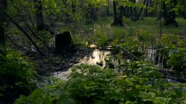 Yalpa atış. Marsh ahşap. Bataklık ormanda. Su yansıma ağaçlarda. Evenig günbatımı Dusk