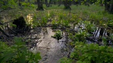 Kirli çevre. Ormanda su plastik şişelerde