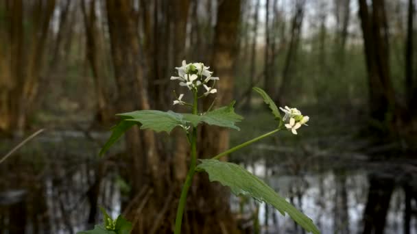 Närbild Växt Med Vita Blommor Träsk Skog Speglar Träd Vatten — Stockvideo