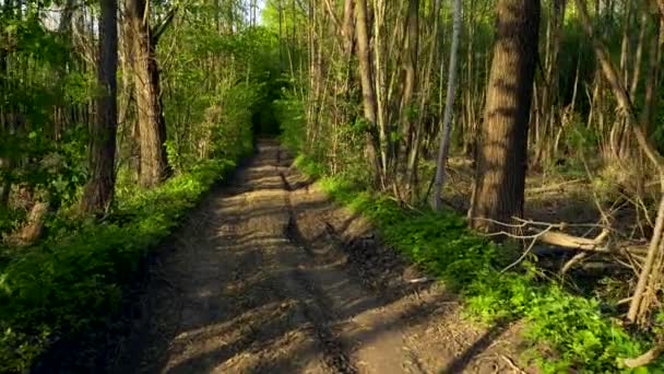 Strada Sterrata Rurale Nella Foresta Serata Primaverile — Video Stock