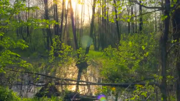 Gimbal Shot Marsh Wood Swamp Forest Reflection Trees Water Evenig — Stock Video