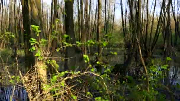 Gimbal Shot Marsh Wood Pântano Floresta Árvores Reflexão Água Crepúsculo — Vídeo de Stock