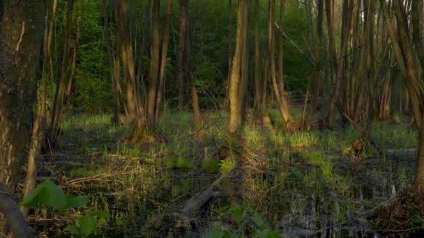 Gimbal Shot Marsh Wood Pântano Floresta Árvores Reflexão Água Crepúsculo — Vídeo de Stock