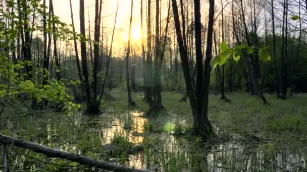 Gimbal Shot Marsh Wood Pantano Bosque Árboles Reflexión Agua Atardecer — Vídeos de Stock