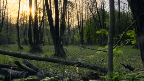 Gimbal Shot Marsh Wood Pantano Bosque Árboles Reflexión Agua Atardecer — Vídeo de stock