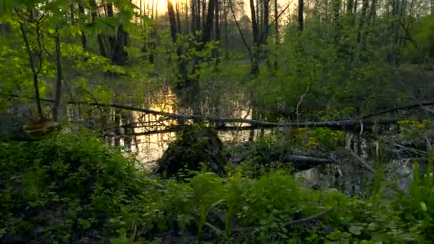 Gimbal Shot Marsh Wood Pantano Bosque Árboles Reflexión Agua Atardecer — Vídeo de stock