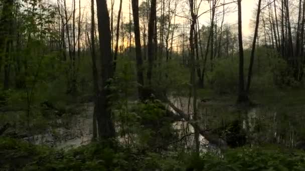 Gimbal Střela Marsh Lese Bažiny Lese Reflexe Stromů Vodě Soumraku — Stock video