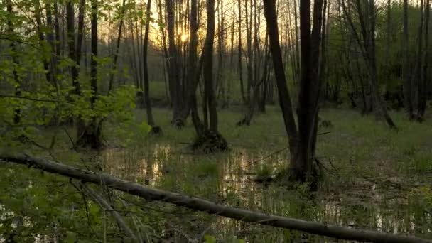 ジンバルのショット 森の中の沼 森の中の沼します 水の反射の木 混み合うのよ夕日夕暮れ — ストック動画