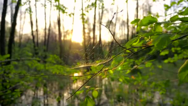 Close Spider Web Tree Branch Boa Noite Sunshine Pôr Sol — Vídeo de Stock