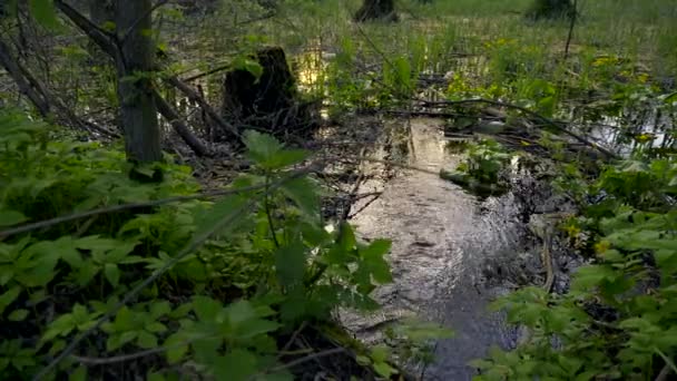 Ambiente Poluído Garrafas Plástico Água Floresta — Vídeo de Stock