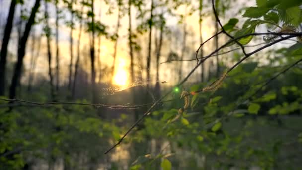 Крупный План Паутина Дереве Добрый Вечер Солнышко Закат Лесу — стоковое видео
