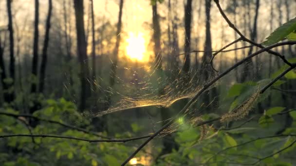 木の枝で蜘蛛の巣をクローズ アップ 夕方の日差し 森の中の日没 — ストック動画