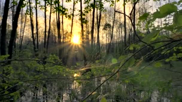 Крупним Планом Spider Web Tree Branch Вечірнє Сонце Захід Сонця — стокове відео