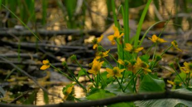 Bataklık ormandaki yakın çekim sarı çiçekler. Su güneş ışığı yansıması. Evenig günbatımı