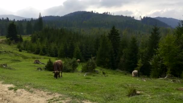 Gimbal Shot Cows Grazing Meadow Inglês Bezerro Come Grama Nas — Vídeo de Stock