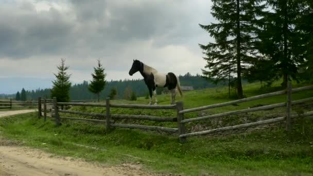 Gimbal Panning Shot Horse On Grass In The Mountains. Country Village Rural Road. Clôture en bois 