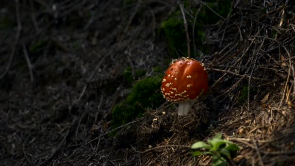 宏观飞行琼脂蘑菇 森林里的特写镜头Amanita Muscaria 森林中的 Amamitaceae — 图库视频影像