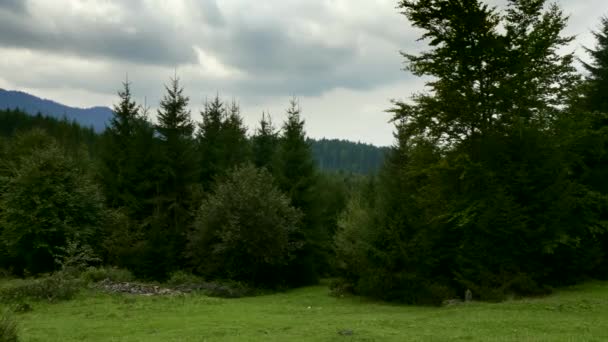 Panoramowanie Shot Góry Las Trawa Drewnie Lato Jesień Sezon Niebo — Wideo stockowe