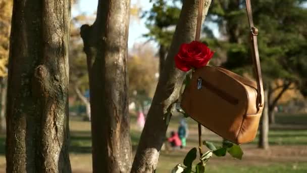 Şehir Parkı Içinde Romantik Çift Rose Ağaçta Asılı Çanta Çanta — Stok video