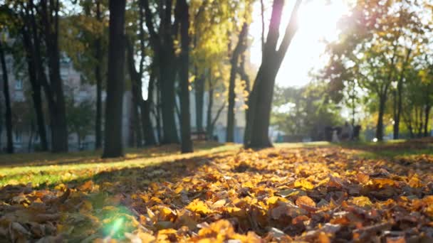 Медленное Движение Падающие Желтые Листья Вспышка Объектива Городском Парке Кадров — стоковое видео