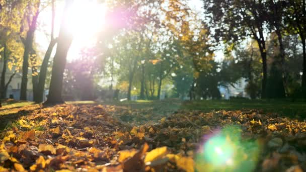 Feuilles Jaunes Qui Tombent Ralenti Lentille Flare Belle Soirée Soleil — Video