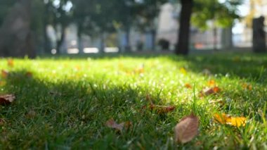 Yakın çekim sarı yapraklar Şehir Parkı yeşil çim Lay. Güneşli sonbahar sabah akşam